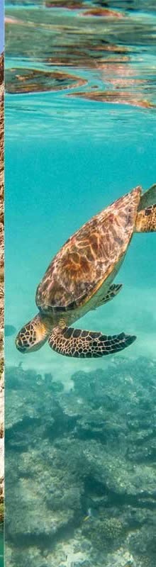 Sea turtle swimming in Omani waters